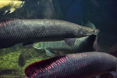 Close-up of fish swimming in aquarium