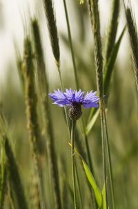 Close-up of cornflower plant on grain field