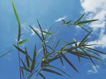 Low angle view of plants against sky