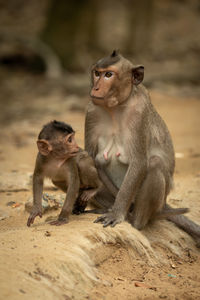 Long-tailed macaque sits while baby turns head