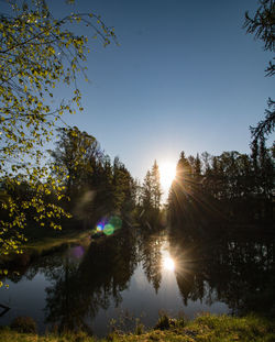 Sunlight streaming through trees against clear sky