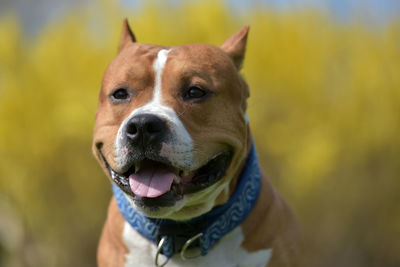 Close-up portrait of a dog