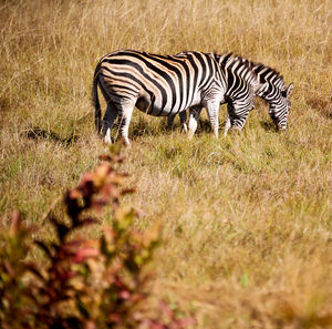 Zebra grazing on field