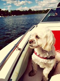 Close-up of dog sitting on boat sailing in lake