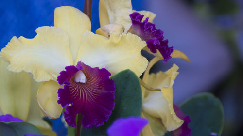 Close-up of purple flowering plant