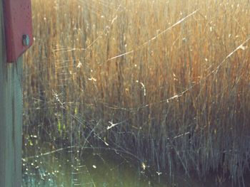 Close-up of grass in water