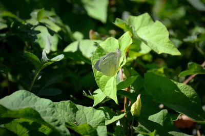 Close-up of green leaves