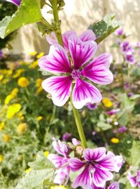 Close-up of pink cosmos flowers blooming outdoors