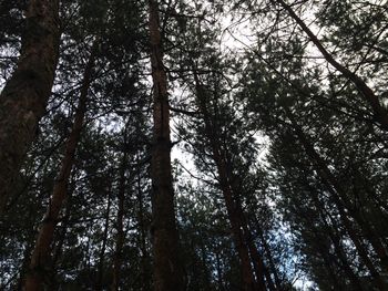 Low angle view of trees in forest