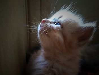 Close-up of cat looking away