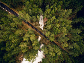 Aerial view of road amidst trees