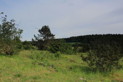 Trees on field against sky