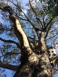 Low angle view of tree in forest