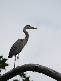 Great blue heron close up perched on tree branch