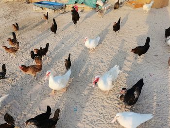 High angle view of birds in a city