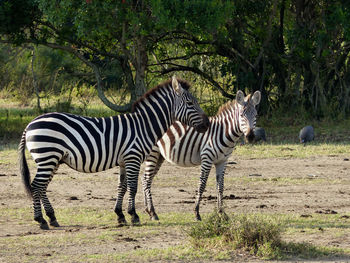 Zebras standing on field