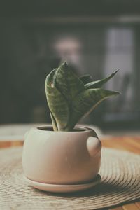 Close-up of potted plant on table at home