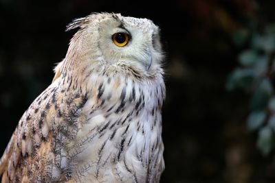 Close-up portrait of owl