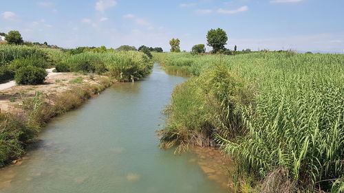 Scenic view of river amidst trees against sky