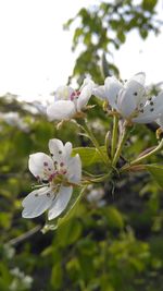 Close-up of white flowers blooming on tree