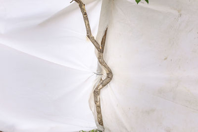 Close-up view of white curtain