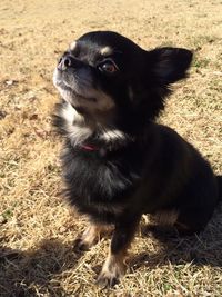 Dog looking away on field