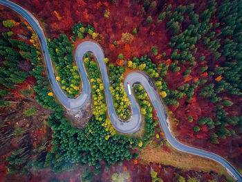 High angle view of plants and trees during autumn