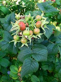 Close-up of fruits growing on tree