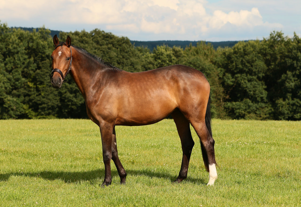 HORSE STANDING ON FIELD AGAINST TREES