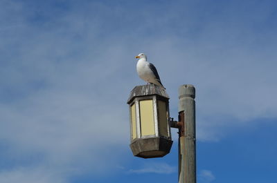 Low angle view of seagull perching on wooden post against sky