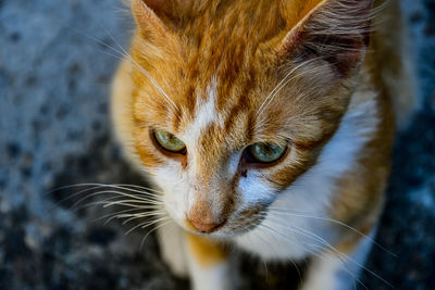 Close-up portrait of a cat