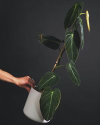 Close-up of hand holding plant against black background