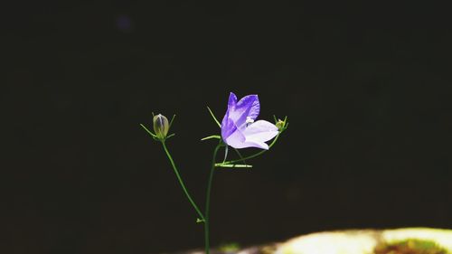 Close-up of purple flower blooming outdoors