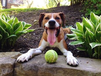 Portrait of a dog