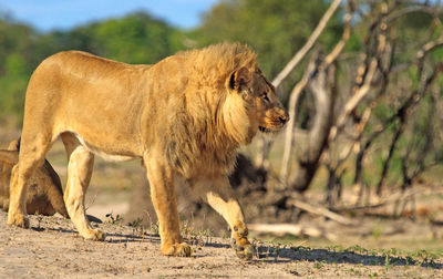 Side view of lion walking on field at hwange national park