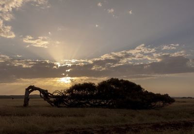 Silhouette trees on field against sky during sunset