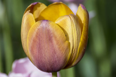 Close-up of yellow tulip