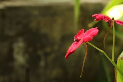 Close-up of pink flowering plant