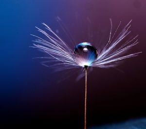 Close-up of dandelion against blue background