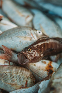 Close up of a catch of fish on retail display