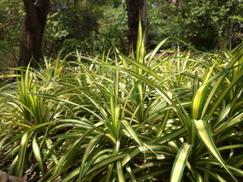 Close-up of fresh green plants