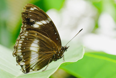 Close-up of butterfly on leaf