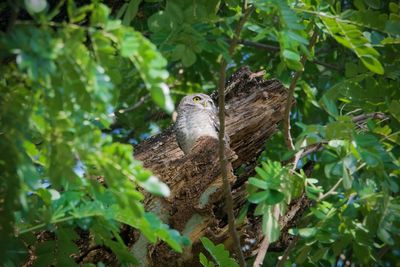 Spotted owlet looking outwards