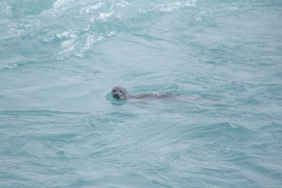 High angle view of seal swimming in sea
