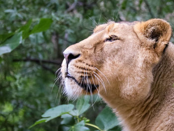 Close-up of a cat looking away