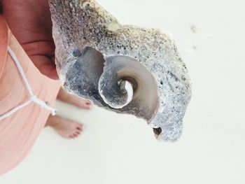 Close-up of a hand holding a shell