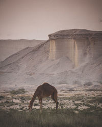 Horse standing on field against mountain