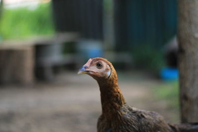 Close-up of a bird looking away