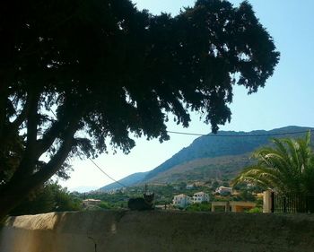 Trees on mountain against clear sky