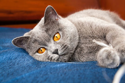 Pensive cat lying on the couch, british shorthair blue color with orange eyes